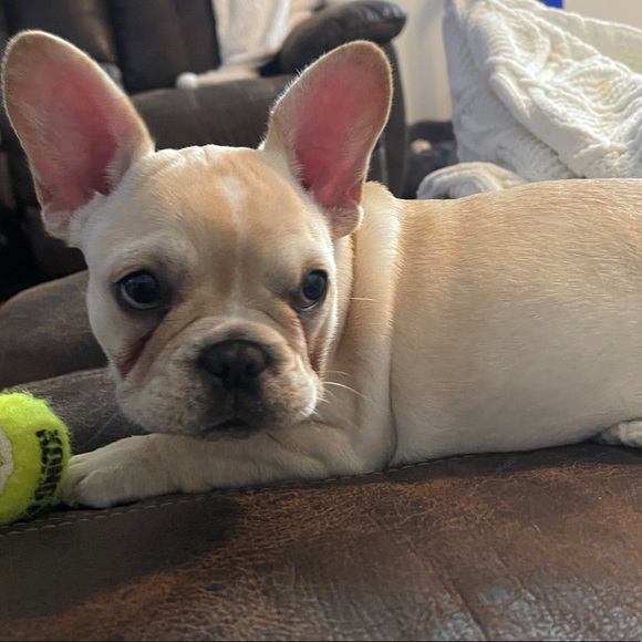 Meet your Posher, Robby - Picture 1 of 1